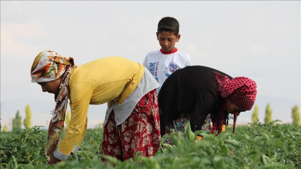 Tarihi eser gibi korunacak: Tarım arazilerine SİT önerisi