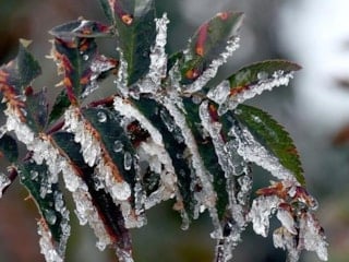 Meteoroloji'den 'zirai don' uyarısı: Birçok bölgeyi etkileyecek