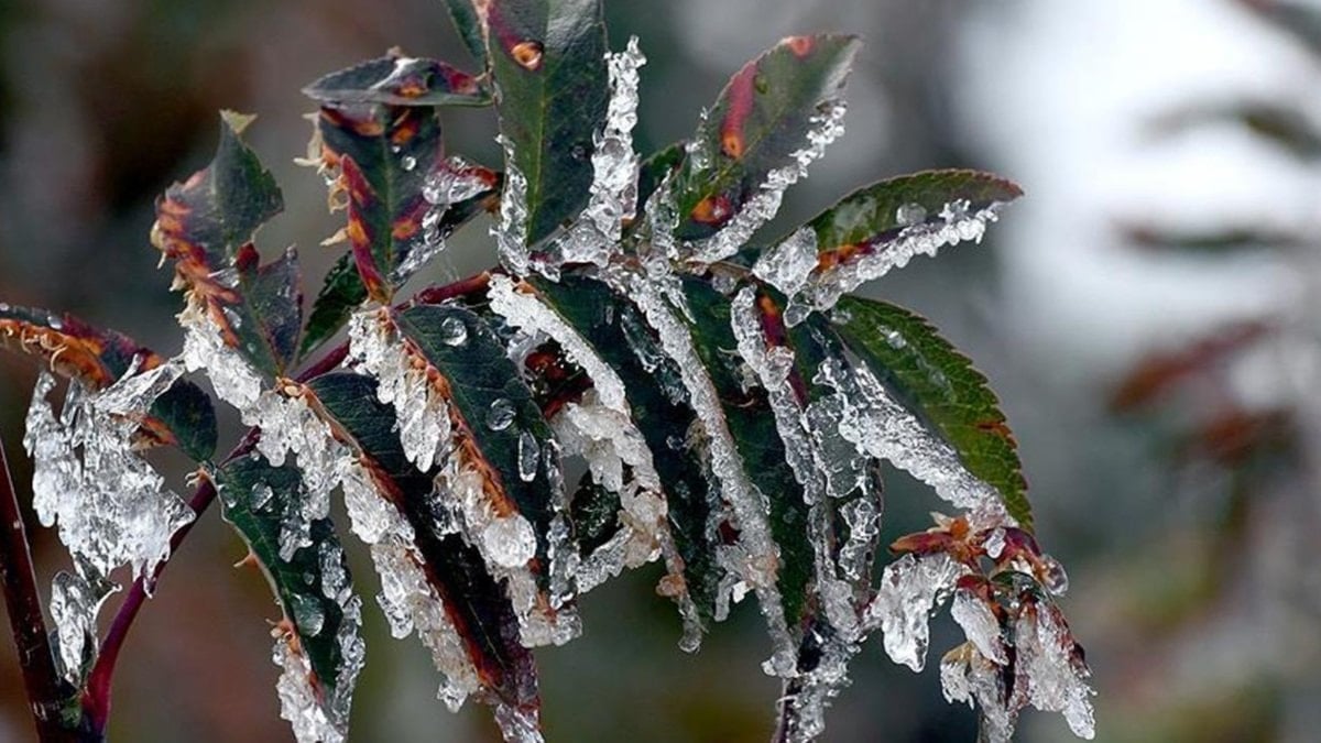 Meteoroloji'den 'zirai don' uyarısı: Birçok bölgeyi etkileyecek