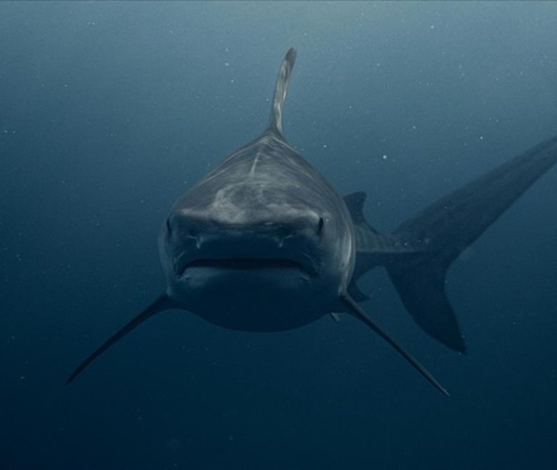 Bahamalar'daki köpek balıklarında kokain tespit edildi