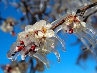 Zirai don alarmı: Üreticilere kritik uyarı