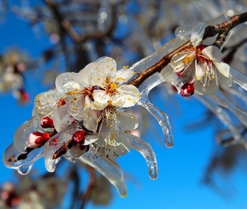 Zirai don alarmı: Üreticilere kritik uyarı
