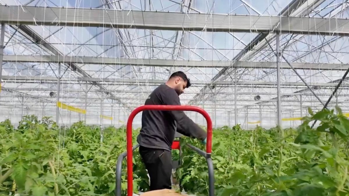 İbrahim Yumaklı: Çaycuma Sera OTB üretime başladı