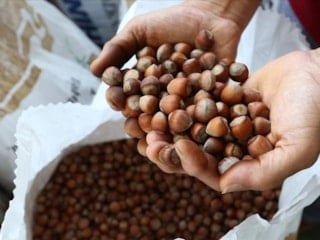 Fındık ihracatından 3 ayda 658 milyon doları aşkın gelir