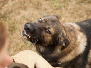 Zincir bağlanmayan köpek sahibine 2,3 milyon tazminat kararı