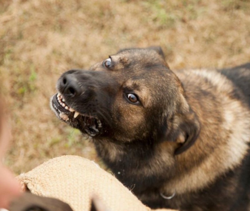 Zincir bağlanmayan köpek sahibine 2,3 milyon tazminat kararı