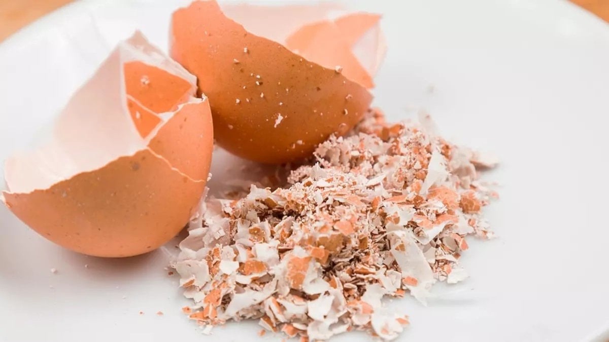 Yumurta kabuklarını atan kalmadı: Herkes tozlaştırıyor...