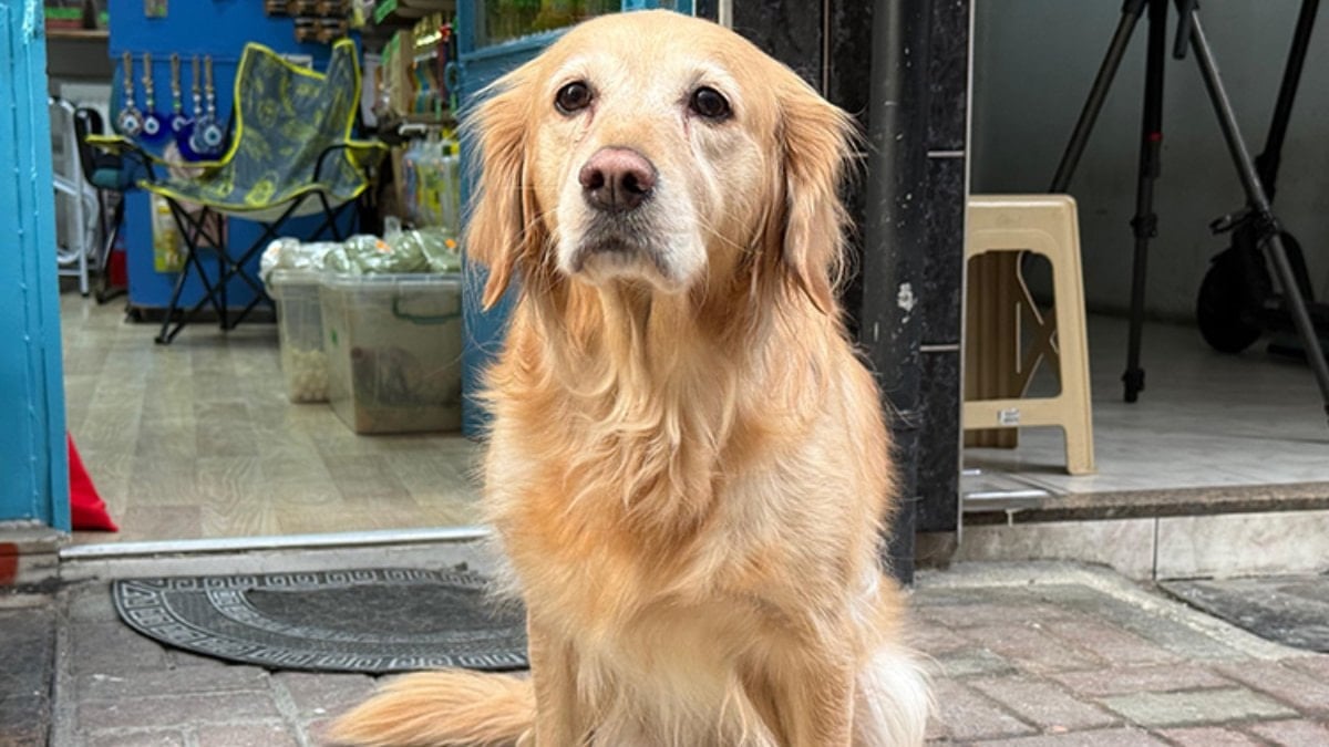 4 yıldır titreyen köpek: Bakın nasıl iyileşti