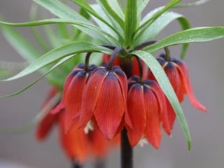 Siirt’te karlar eriyince ortaya çıktı: Ters laleler çiçek açtı