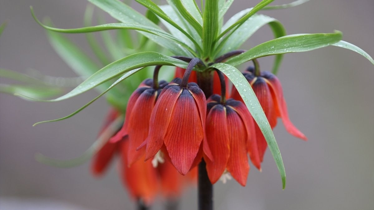 Siirt’te karlar eriyince ortaya çıktı: Ters laleler çiçek açtı