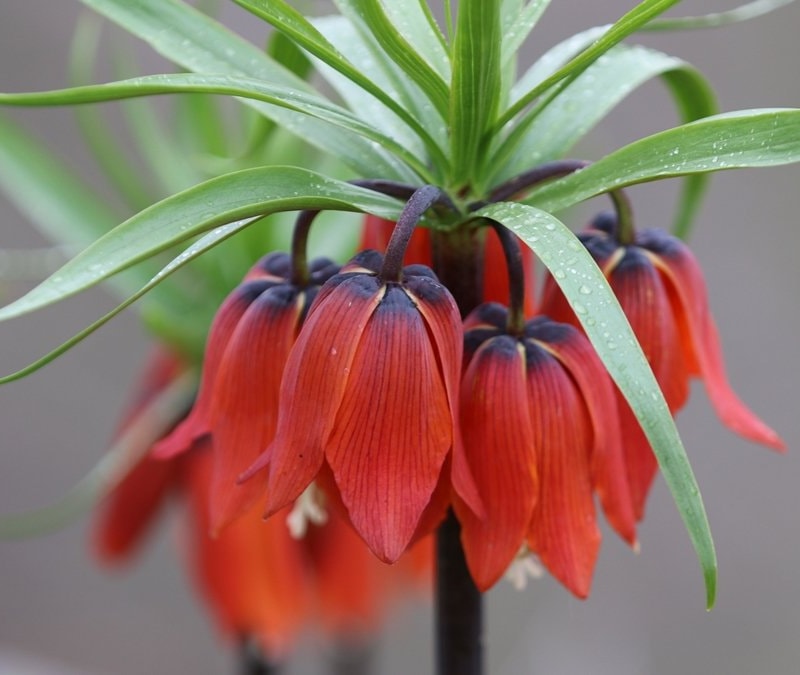 Siirt’te karlar eriyince ortaya çıktı: Ters laleler çiçek açtı