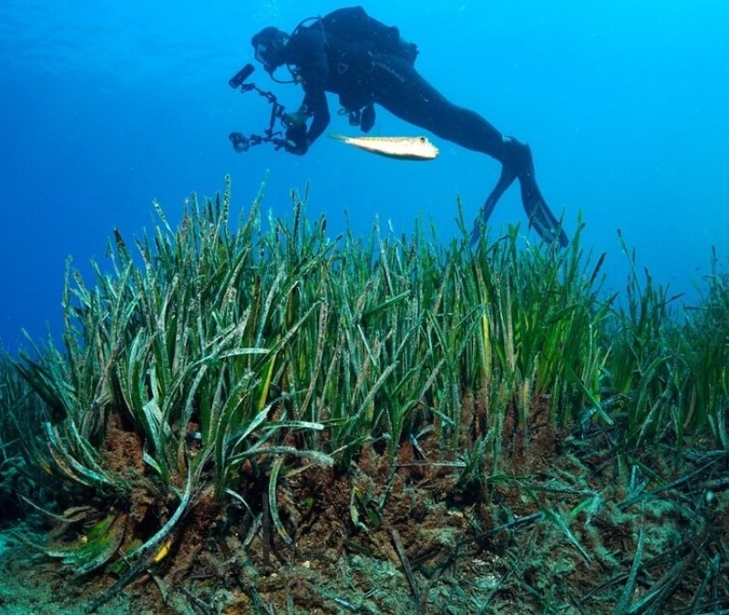 Akdeniz’in 'yeşil mirası' için harekete geçildi
