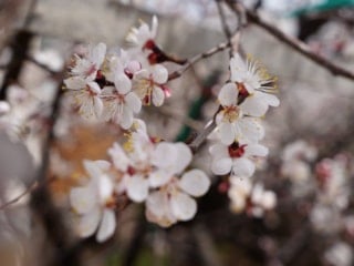 Erzincan’da bahar renkleri: Kayısı ağaçları çiçek açtı