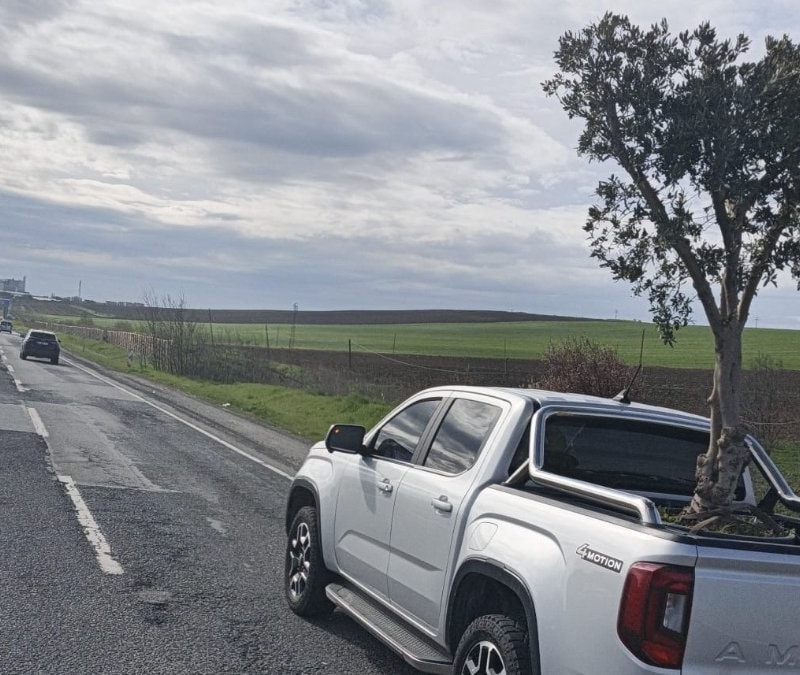D-100’de ilginç görüntü: Pikapta zeytin ağacı taşındı