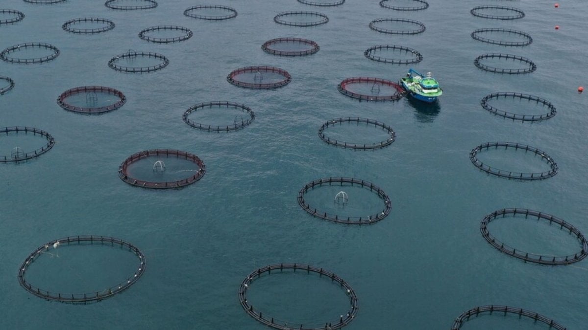 Türk somonu ihracat geliri üç ayda 91 milyon doları geçti