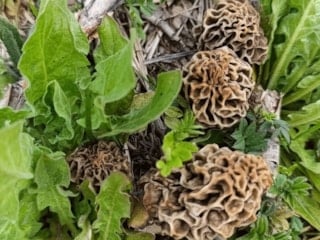 Hisarcık’ta yoğun mesai başladı: Kilosu 1000 lira ama talep bitmiyor