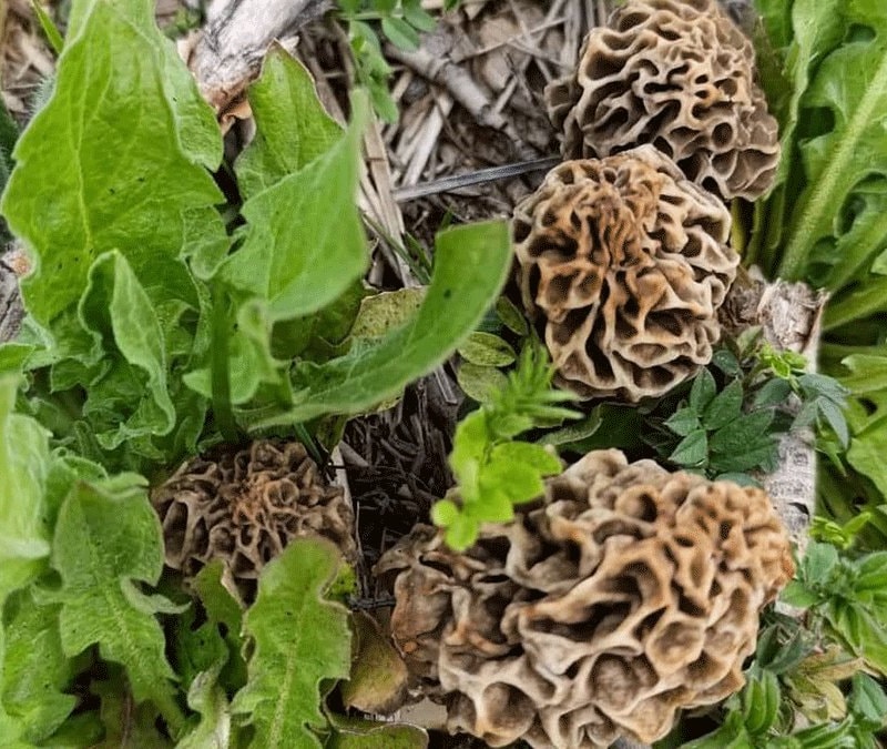 Hisarcık’ta yoğun mesai başladı: Kilosu 1000 lira ama talep bitmiyor