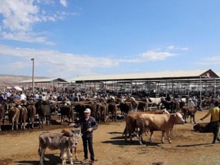 Kurban pazarları açıldı mı? İstanbul'da kurban pazarı adresleri 2026