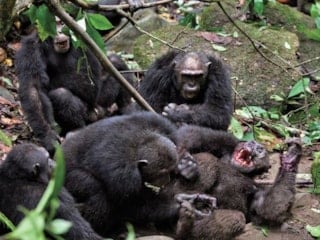 Uganda'da şempanzelerde ilk 'iç savaş': 24 ölü