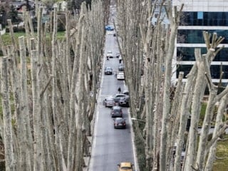 İBB'nin tarihi çınarları budama faaliyeti tartışma yarattı
