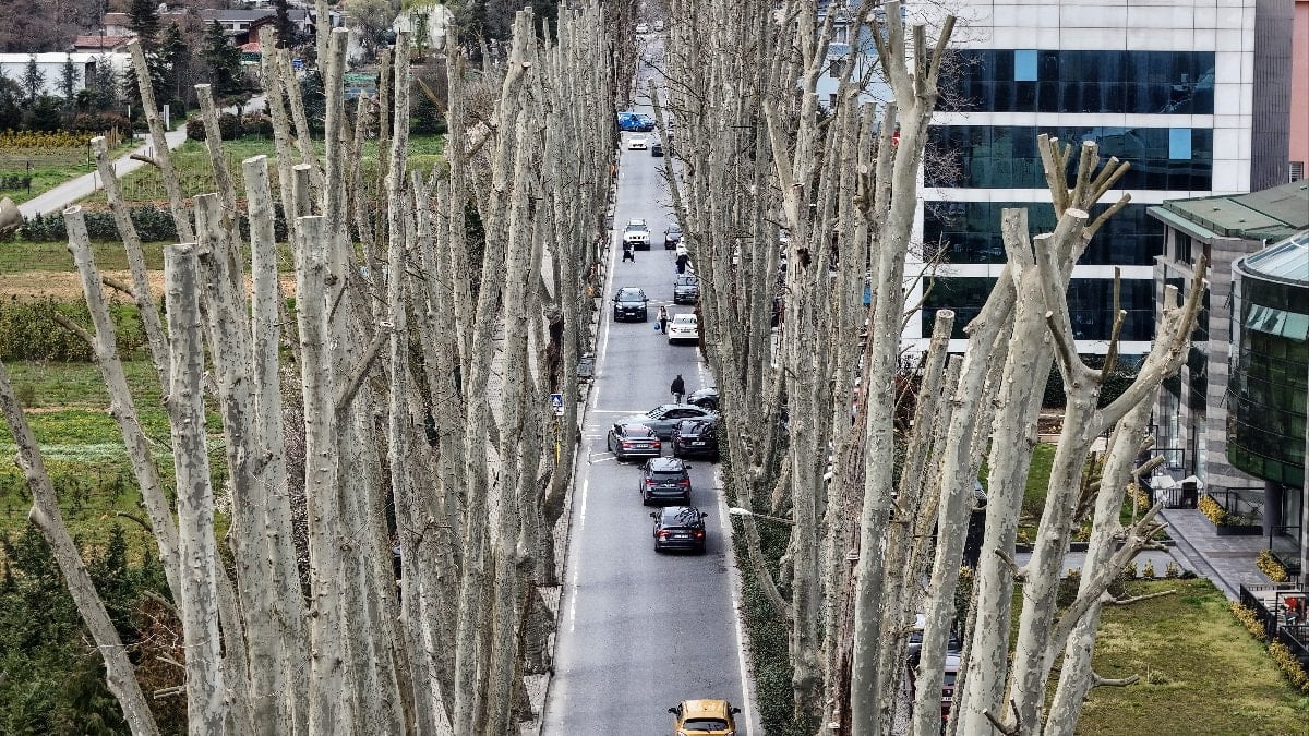 İBB'nin tarihi çınarları budama faaliyeti tartışma yarattı