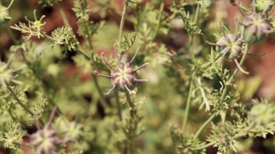 Peygamber övgüsü alan tohum: Her gün 2-3 tane yutun