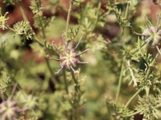 Peygamber övgüsü alan tohum: Her gün 2-3 tane yutun