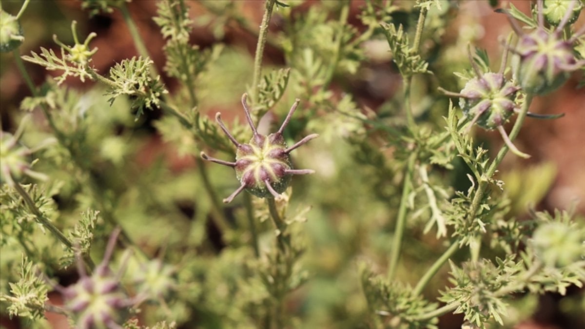 Peygamber övgüsü alan tohum: Her gün 2-3 tane yutun