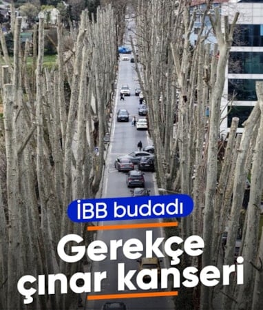 İBB'nin tarihi çınarları budama faaliyeti tartışma yarattı