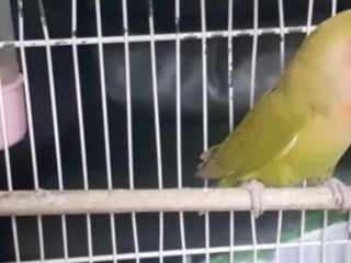 Denizli'de 14 papağan ile 150 su kaplumbağası ele geçirildi