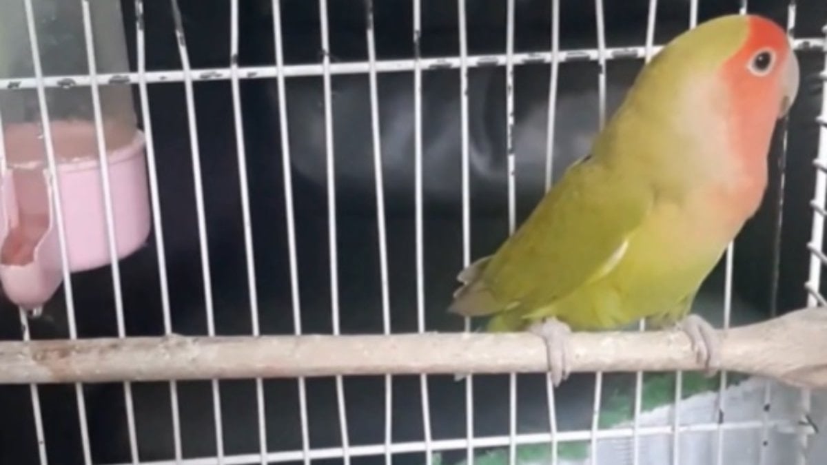 Denizli'de 14 papağan ile 150 su kaplumbağası ele geçirildi