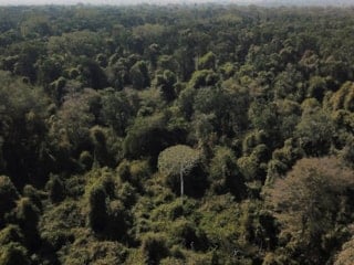 Dünyanın en büyük akciğeri konumundaki Amazon kuruyor