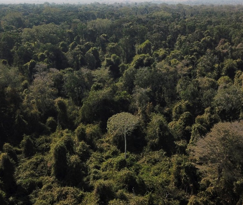 Dünyanın en büyük akciğeri konumundaki Amazon kuruyor