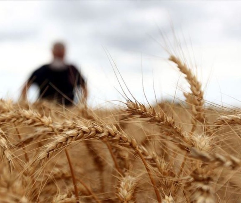 Türkiye'de sertifikalı buğday tohumu üretimi rekor kırdı