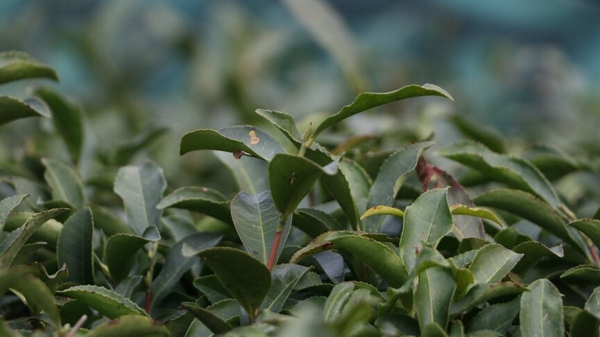 Rize çay ihracatında birinci