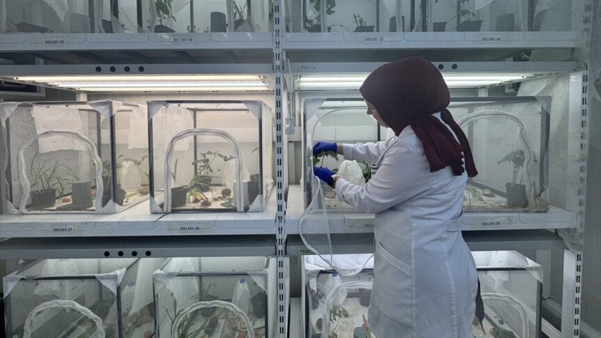 Kahverengi kokarcayla mücadele için 1,6 milyon samuray arı savaş verecek