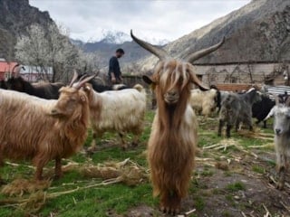 Bu keçiler ölmüyor: Yozgatlı çobanın şaşırtan yöntemi