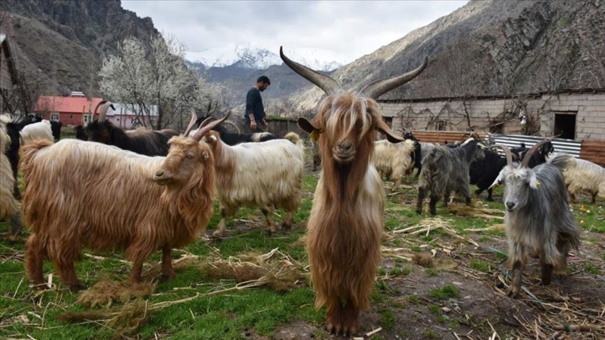 Bu keçiler ölmüyor: Yozgatlı çobanın şaşırtan yöntemi