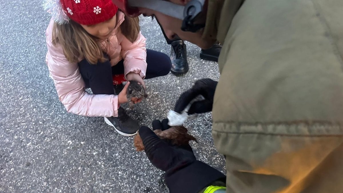Düzce'de kanala düşen iki yavru kedi kalp masajıyla hayata döndü