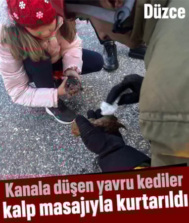 Düzce'de kanala düşen iki yavru kedi kalp masajıyla hayata döndü