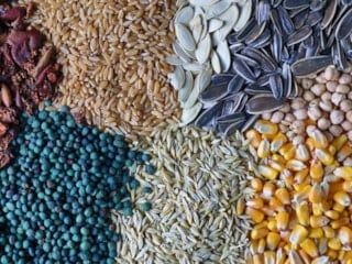 Yüzyıllık lezzet 'gavut', Konya’da yaşatılıyor