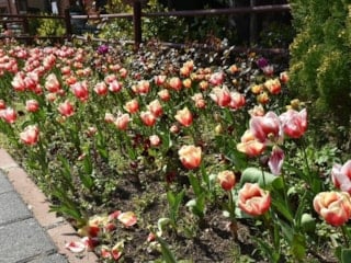 İstanbul’da lale şöleni başladı: Pendik Korusu renk cümbüşüne döndü