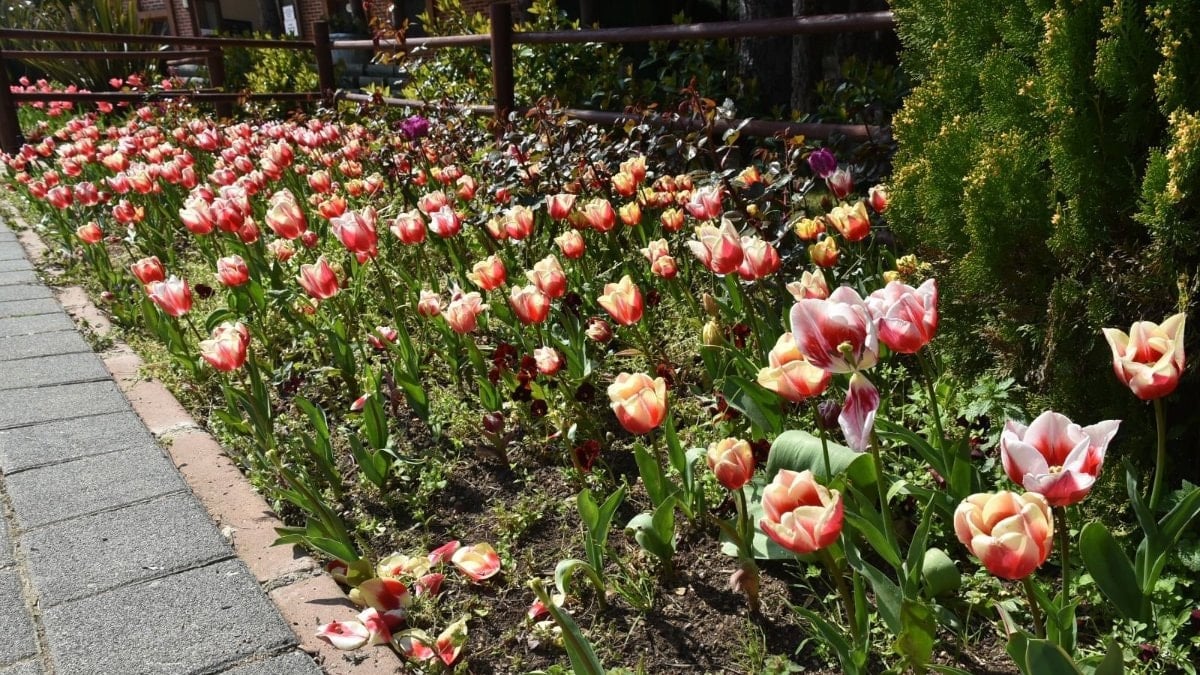 İstanbul’da lale şöleni başladı: Pendik Korusu renk cümbüşüne döndü