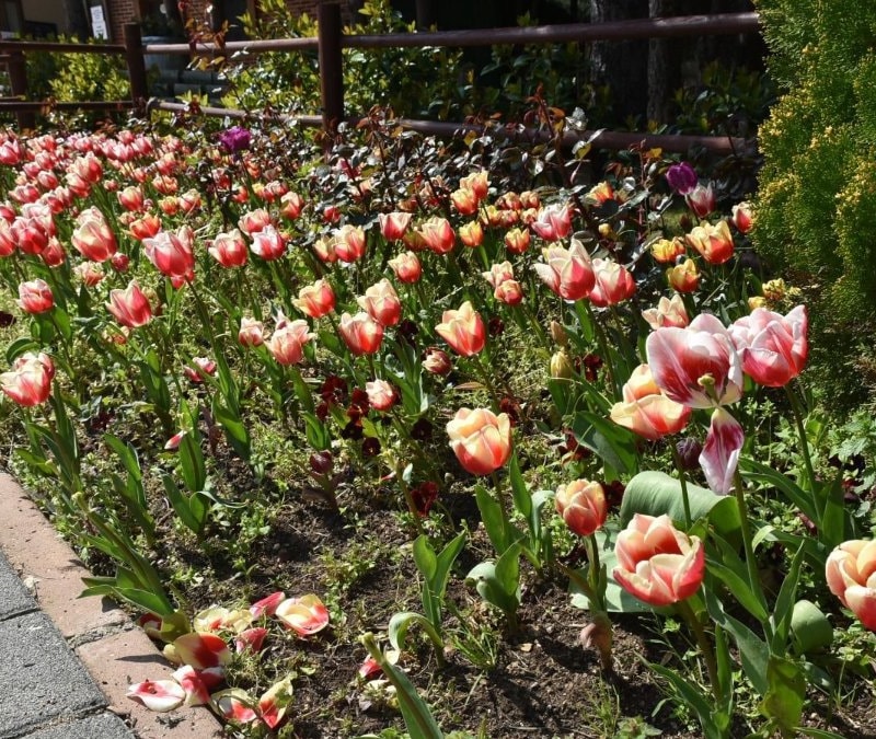 İstanbul’da lale şöleni başladı: Pendik Korusu renk cümbüşüne döndü