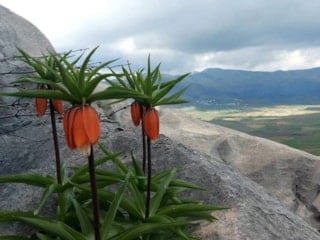 Diyarbakır’da ters lale nöbeti: Koparmanın cezası 700 bin lirayı buluyor