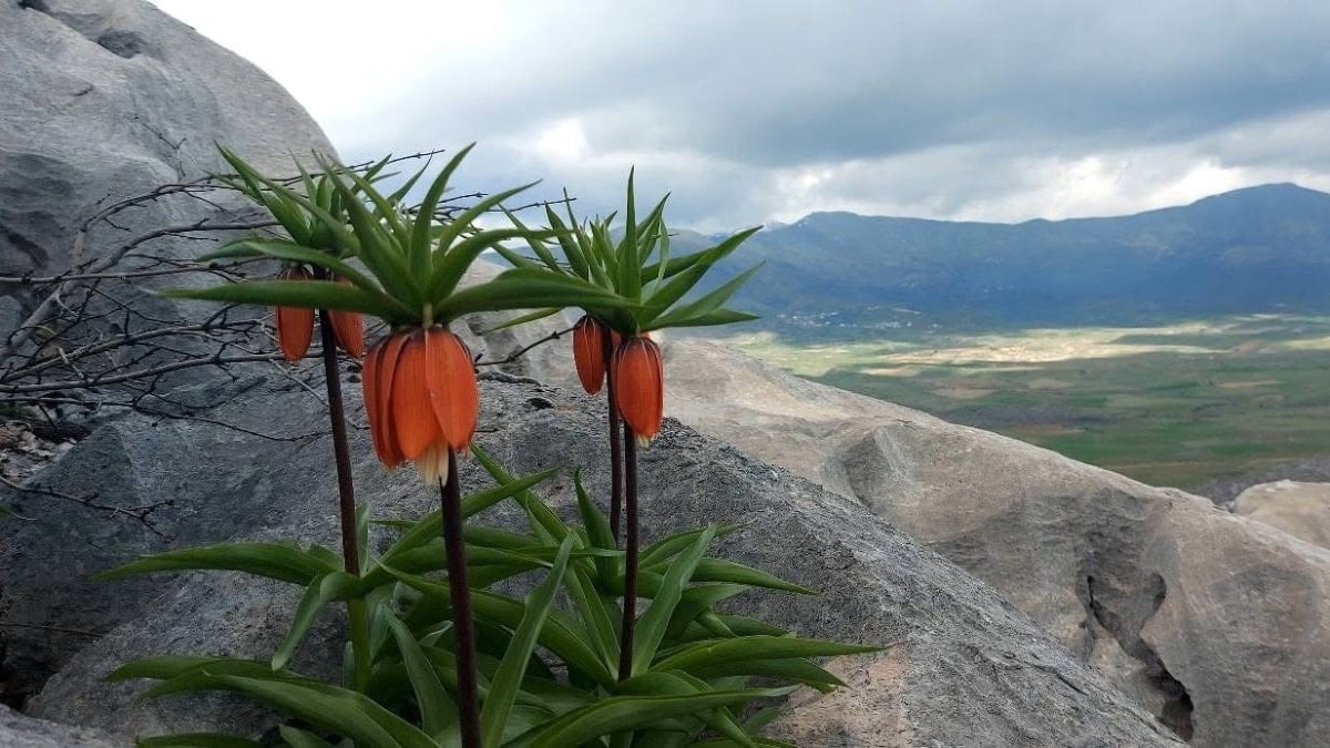 Diyarbakır’da ters lale nöbeti: Koparmanın cezası 700 bin lirayı buluyor