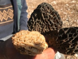 Toroslar’da 'altın değerinde' kuzugöbeği mesaisi: Kilosu 1500 liraya kadar çıkıyor