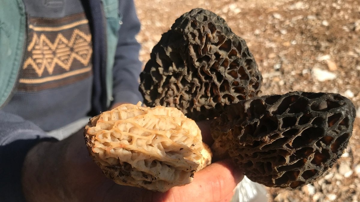 Toroslar’da 'altın değerinde' kuzugöbeği mesaisi: Kilosu 1500 liraya kadar çıkıyor