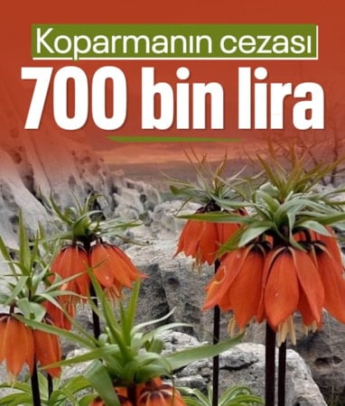 Diyarbakır’da ters lale nöbeti: Koparmanın cezası 700 bin lirayı buluyor