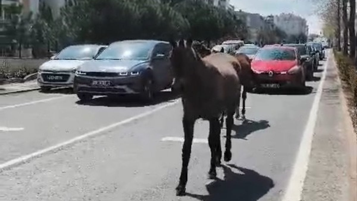 Tekirdağ'da başıboş atlar şehrin yollarını kilitledi